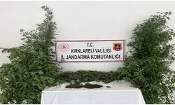 56.000 Kök Kenevir, 13 Litre Kaçak Alkol Ele Geçirildi