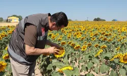 Ayçiçeğinin Yüzde 10'u Kırklareli'nde Üretiliyor