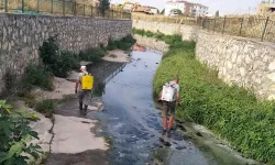 Belediyenin Sivrisinek Mücadelesi Sürüyor 