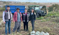 Hem Yerli Hem de Milli Balkabağı Hasadı Devam Ediyor