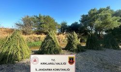164 Bin Kök Kenevir Ele Geçirildi