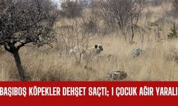 Başıboş Köpekler Dehşet Saçtı; 1 Çocuk Ağır Yaralı
