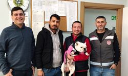 Kayıp Köpek Çip Sayesinde Dostuna Kavuştu