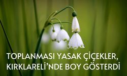 TOPLANMASI YASAK ÇİÇEKLER, KIRKLARELİ’NDE BOY GÖSTERDİ