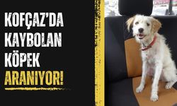 Kofçaz’da Kaybolan Köpek Aranıyor!