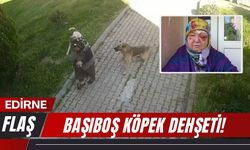 Edirne'de Başıboş Köpek Dehşeti!