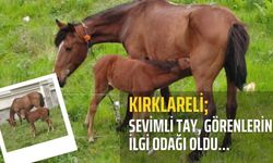 Kırklareli; Sevimli Tay Görenlerin İlgi Odağı Oldu