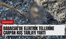 Babaeski'de Elektrik Tellerine Çarpan Kuş Tarlayı Yaktı