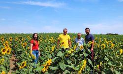 Hibe Destekli Ayçiçeği Tarlalarında İnceleme