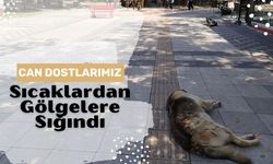 Can Dostlarımız Sıcaklardan Gölgelere Sığındı