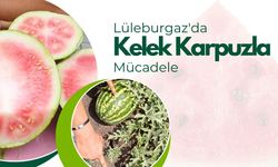 Lüleburgaz'da Kelek Karpuzla Mücadele