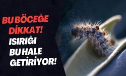 Bu Böceğe Dikkat! Isırığı Bu Hale Getiriyor!