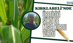 Kırklareli’nde Üreticiyi Şimdi De Mısır Kurdu Vurdu