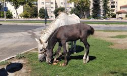 Kırklareli’nde Atların Karpuz Keyfi