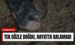 Tek Gözle Doğdu, Hayatta Kalamadı