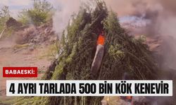 Babaeski: 4 Ayrı Tarlada 500 Bin Kök Kenevir