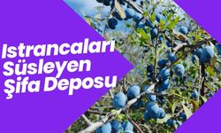 Istrancaları Süsleyen Şifa Deposu