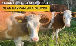 Kaçak Yollarla Getiriyorlar Olan Hayvanlara Oluyor