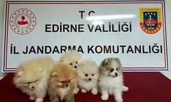 5 Cins Köpek Ele Geçirildi