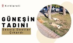 Kırklareli'nde Güneşin Tadını Sessiz Dostlar Çıkardı