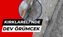 Kırklareli’nde DEV ÖRÜMCEK!