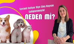 Sevimli Geliyor Diye Cins Hayvan Sahiplenmeyin! Neden Mi?