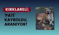 KIRKLARELİ; ‘Pati’ Kayboldu, Aranıyor!