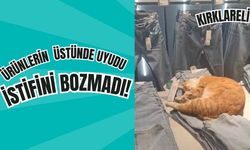 KIRKLARELİ; Ürünlerin Üzerinde Uyudu, İstifini Bozmadı