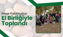 Meşe Palamutları El Birliğiyle Toplandı