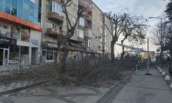 Kırklareli’nde Budama Çalışmaları Devam Ediyor