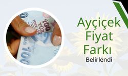 Ayçiçek Fiyat Farkı Belirlendi