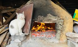 Soğuk Havada Üşüyen Kedi Soluğu Fırının Yanında Aldı