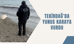 Tekirdağ'da Yunus Karaya Vurdu