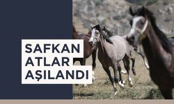 Safkan Atlar Aşılandı