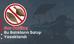 Son Dakika; Bu Balıkların Satışı Yasaklandı