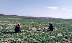 Kırklareli'nde Kanola ve Buğday Yakın Takipte