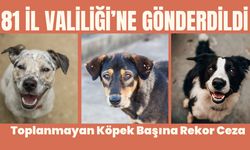 81 İL VALİLİĞİ’NE GÖNDERDİLDİ; Toplanmayan Köpek Başına Rekor Ceza