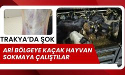 TRAKYA'DA ŞOK; Ari Bölgeye Kaçak Hayvan Sokmaya Çalıştılar