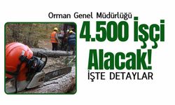 Orman Genel Müdürlüğü 4.500 İşçi Alacak! İşte Detaylar