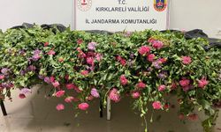 Jandarma Kırklareli’nde 1300 Kök Haşhaş Ele Geçirdi