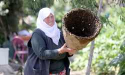 Kırklareli'nde Arıcıların "Oğul Alma" Mesaisi Başladı