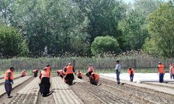 Lüleburgaz’da Fidanlık Müdürlüğü İncelendi