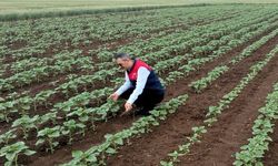 Lüleburgaz; Ayçiçeği Tarlaları Kontrol Edildi