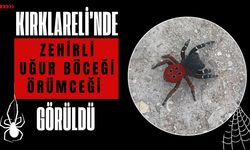 Kırklareli’nde Zehirli Uğur Böceği Örümceği Görüldü