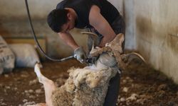 Küçükbaş Kurbanlıklar Alıcısının Karşısına Bakımlı Çıkması İçin Kırkılıyor