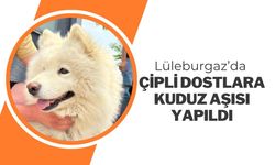 Lüleburgaz’da Çipli Dostlara Kuduz Aşısı Yapıldı