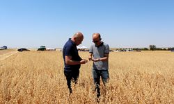 Kırklareli'nde Yerli Yulaf Çeşitleri Hasat Edildi