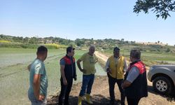 Pehlivanköy’de Çeltik Üretim Alanları Kontrol Edildi