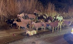 Çorlu'da Kaybolan Keçiler Yol Kenarında Bulundu