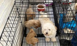 Kırklareli’nde İzinsiz Köpek Ticareti! 12 Can Dost Koruma Altında